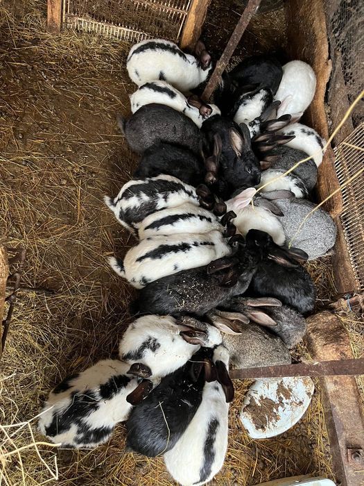 Продавам зайци различни възрасти