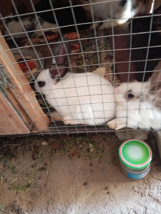 Ayol quyonla sotiladi