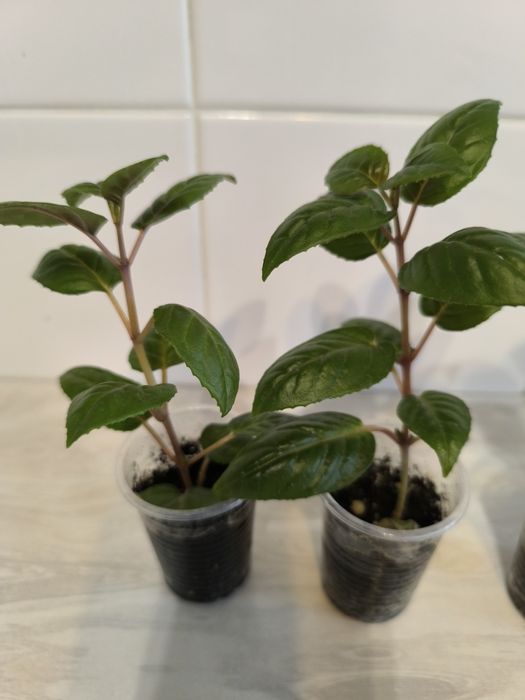 Укорененные черенки фуксий.