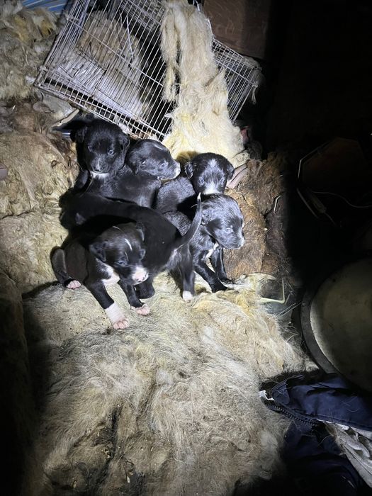 Отдам хороших щенят