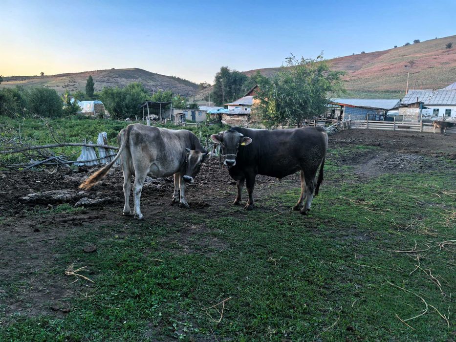 Алатау бұқа сатылады