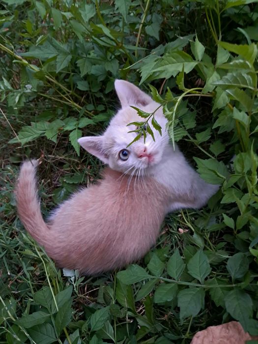 Puiuți de pisică spre adopție