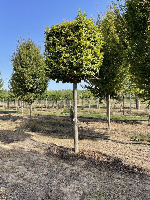 Carpinus cub. catalpa nana.