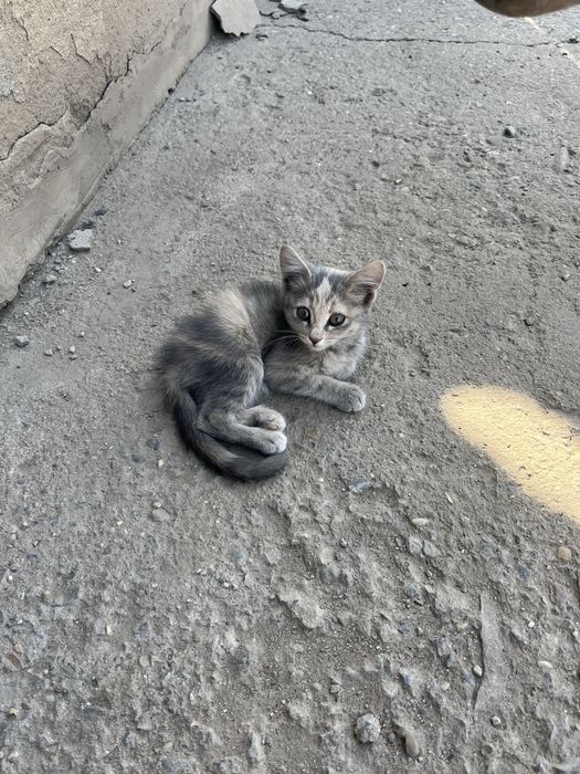 Отдам в добрые руки двух котят
