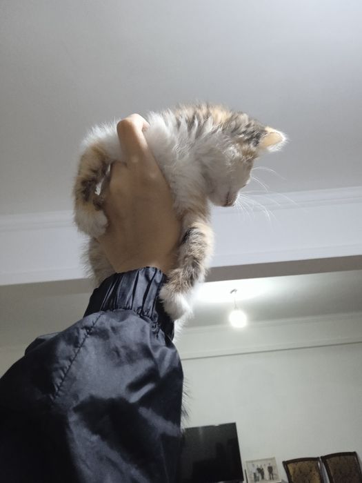 Котенок котенок.