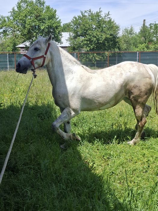 Iapă lipițeancă 8 ani