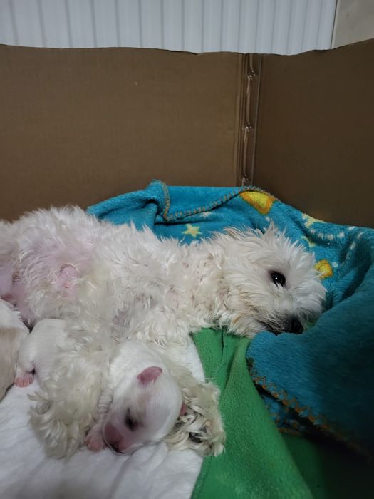 Bichoni  talie mică