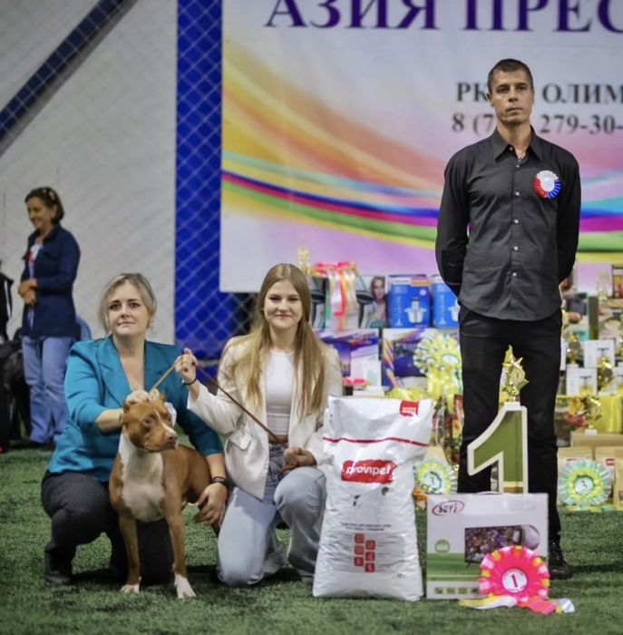 Питбуль кобель для вязки Американский питбультерьер