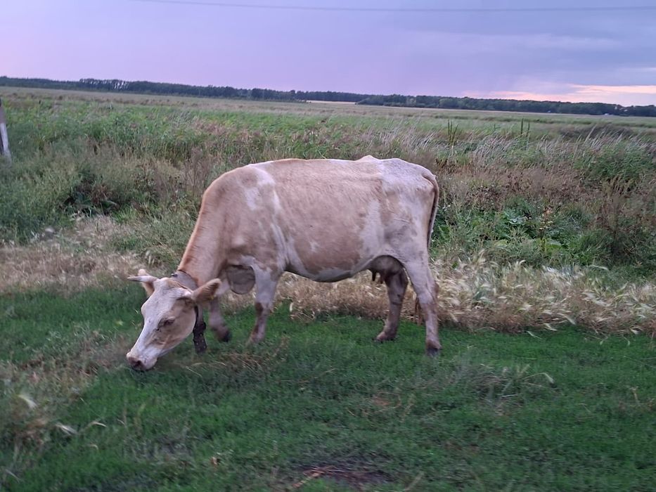 Продам корову молочную