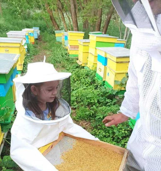 Пчелни отводки Дадан блат