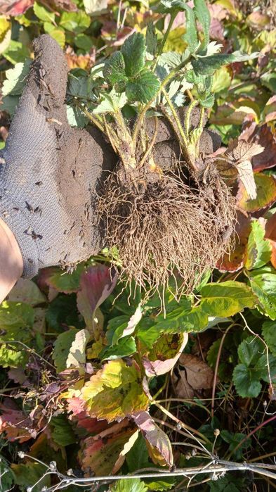 Продавам качествен Разсад ягоди