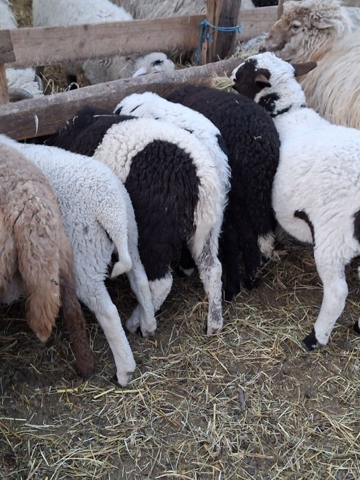 Vand miei rasa dorper