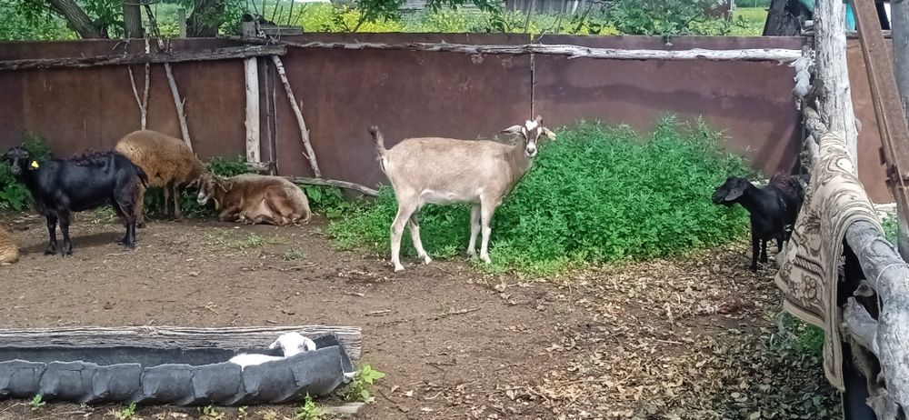 Продам альпииски козы дойные троих