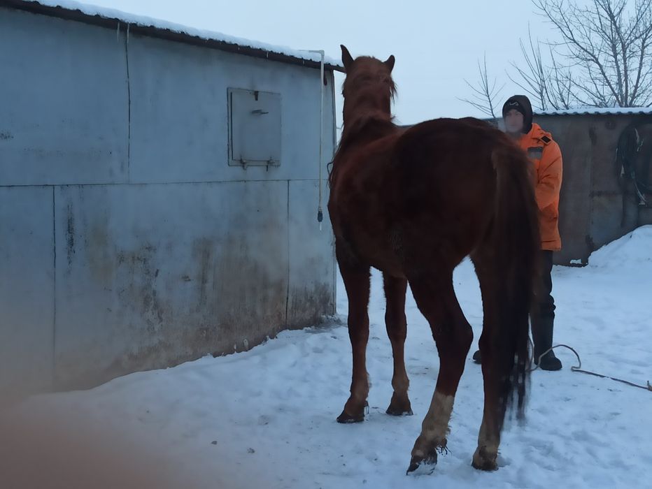 Жеребчики 3 года