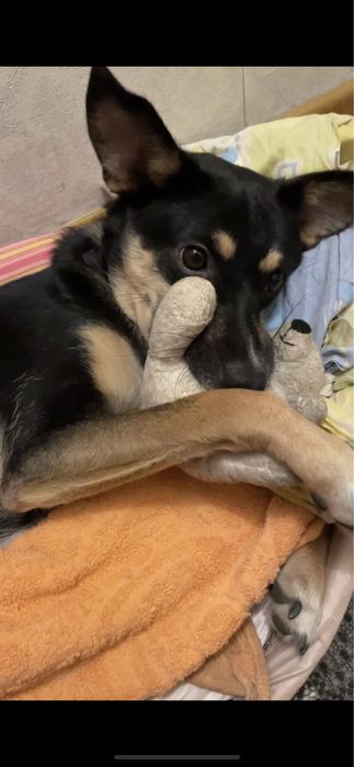 Щенок мальчик в добрые руки