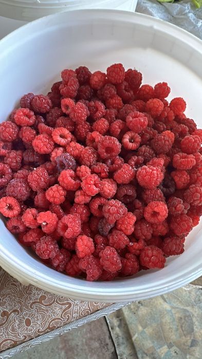 Продам малину дачную