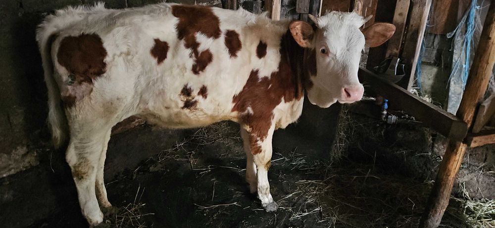 Vitea Simmental de vanzare