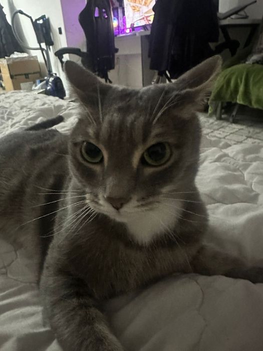 Отдам кота в добрые руки