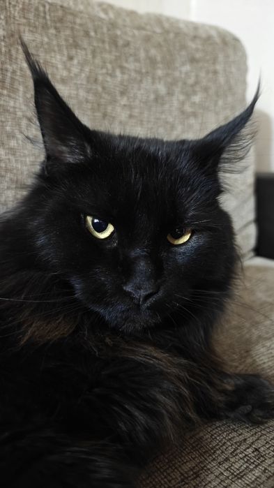 Кошка чистокровная 1,9 мес