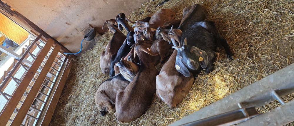 Capre anglo nubiene cu pedigree