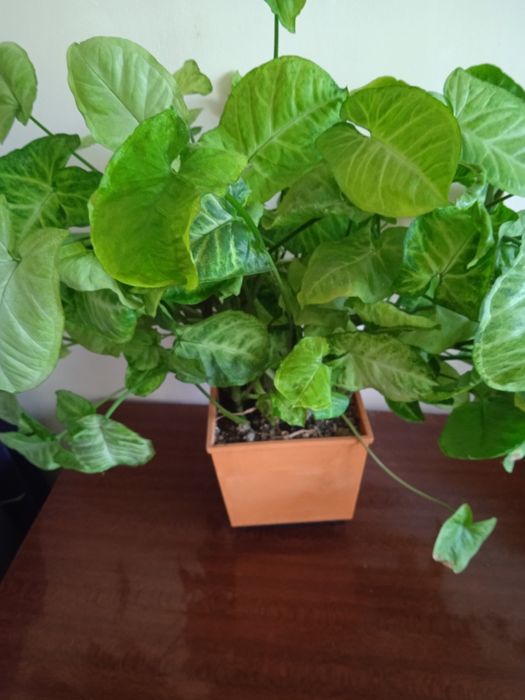 Продам комнатный цветок сингониум