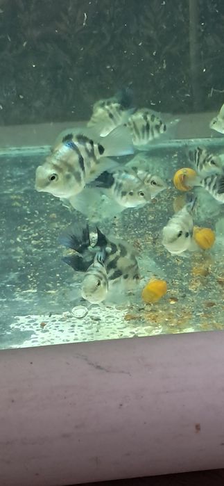 Сапфировый попугай