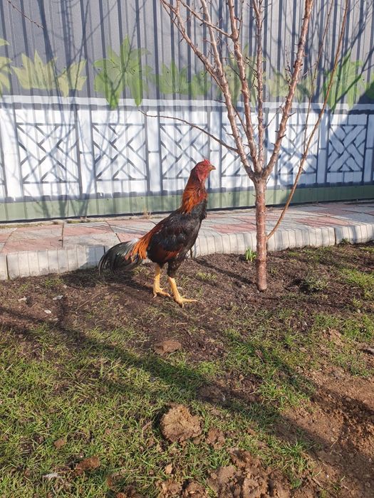Петух дакан для боя