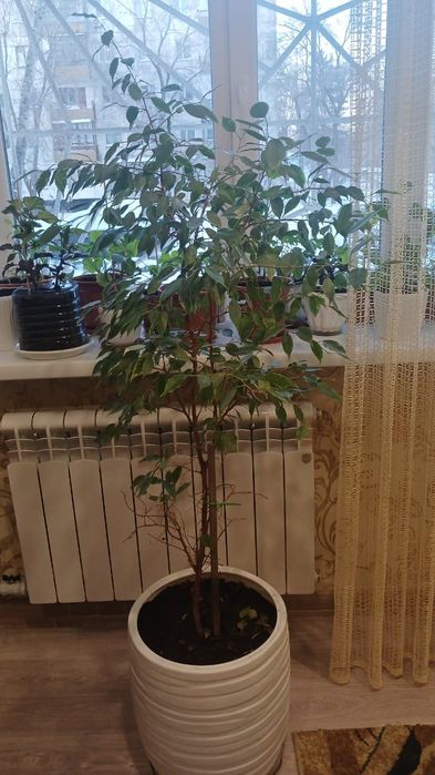 Продам Фикус Бенджамина