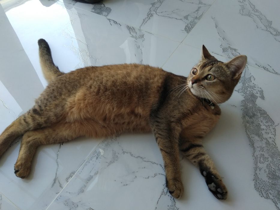 Мушук  сотилади   .