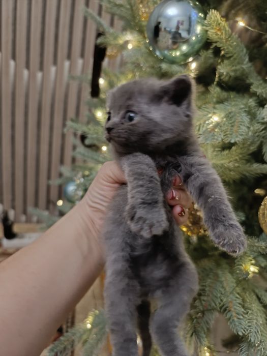 Продам котят британцев