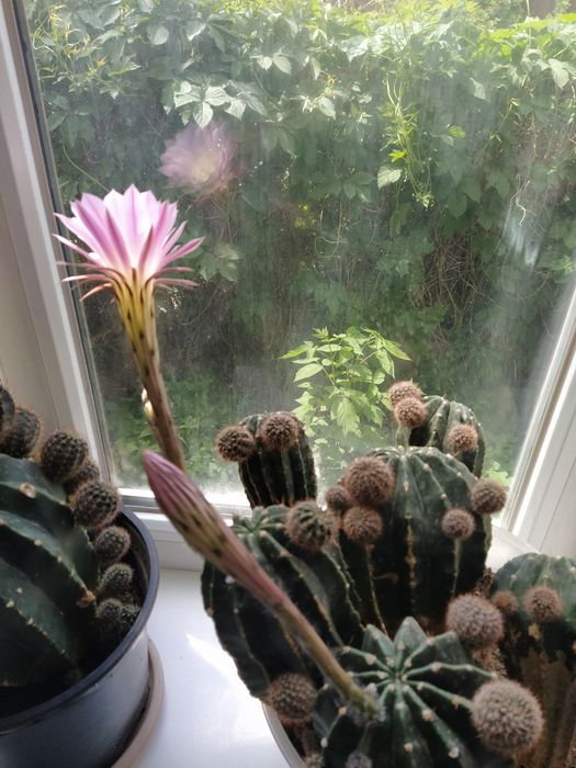 Продам кактусы цветут