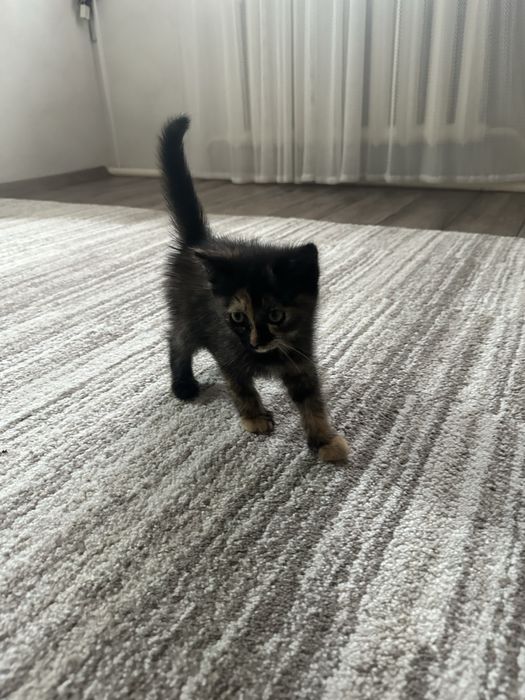 Отдам котенка девочку