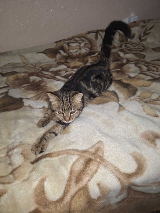 Кошка отдам даром. Бесплатно