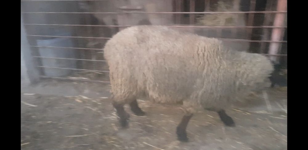 Berbecut de vînzare