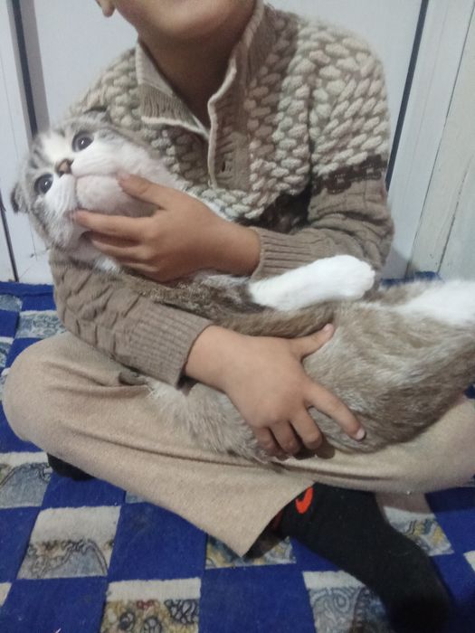 Shatlandkiy mushuk  bolalarga oʻrgangan