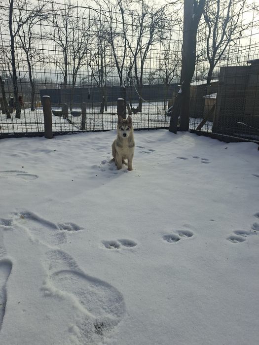 Mascul Husky cu ochi albaștri