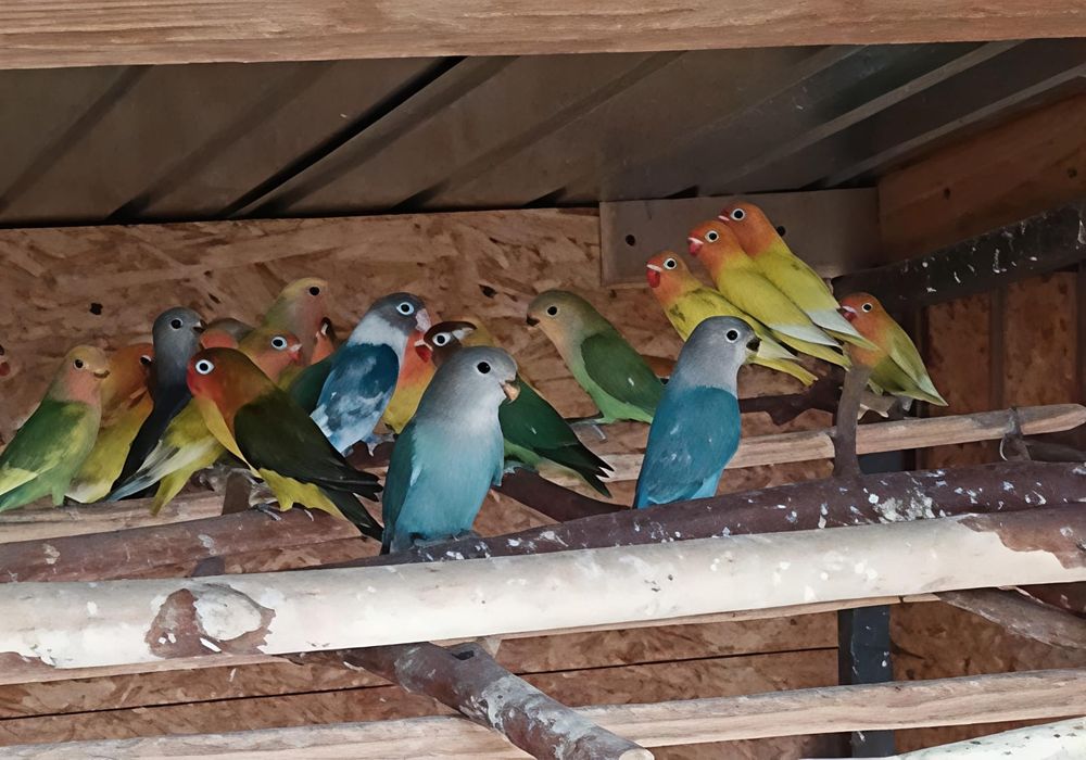 Papagali perusi,agapornis  disponibili