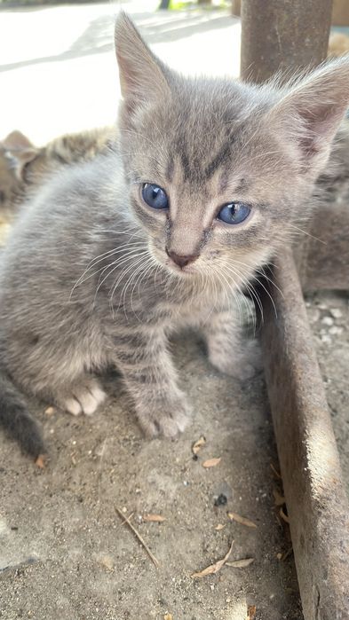 Отдам милых котят