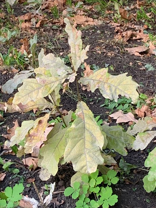 Саженцы дуба 7 летние , 5 летние.