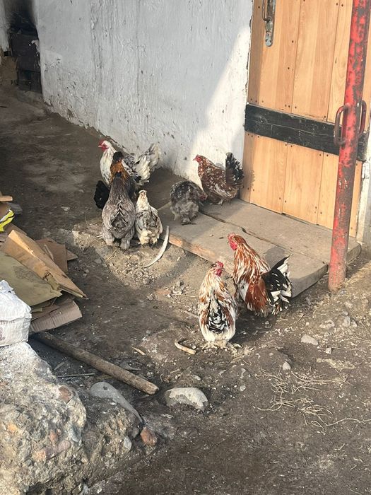 Карликовые куры красивые