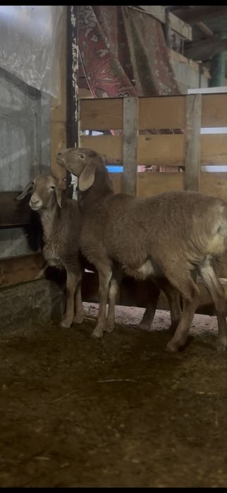 Арашан ургашы токтылар