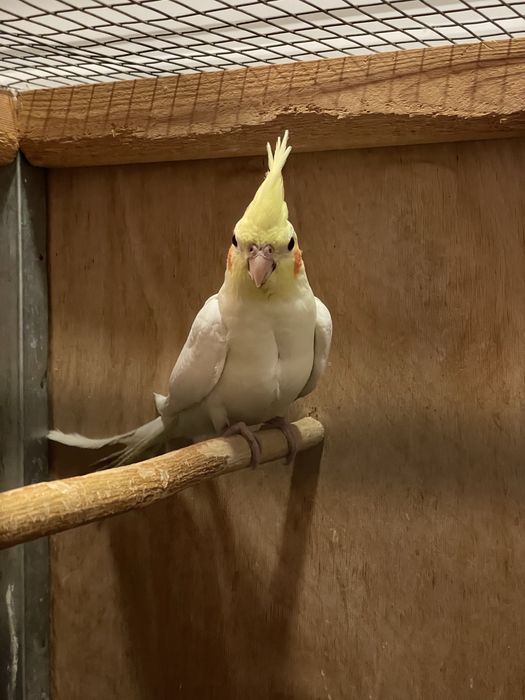 Продаются Кареллы 3 месяца. Крупные.