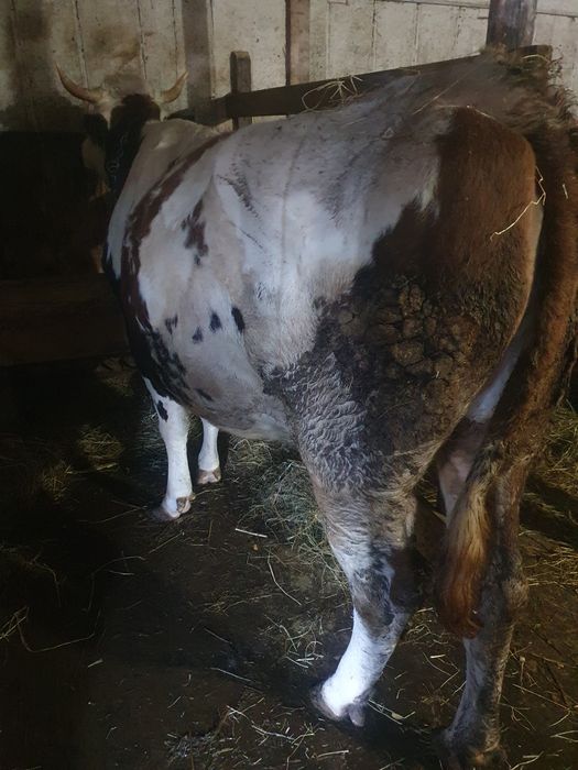 Vând vacă gestantă