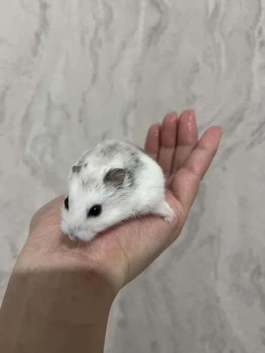 Продаётся джунгарский хомяк