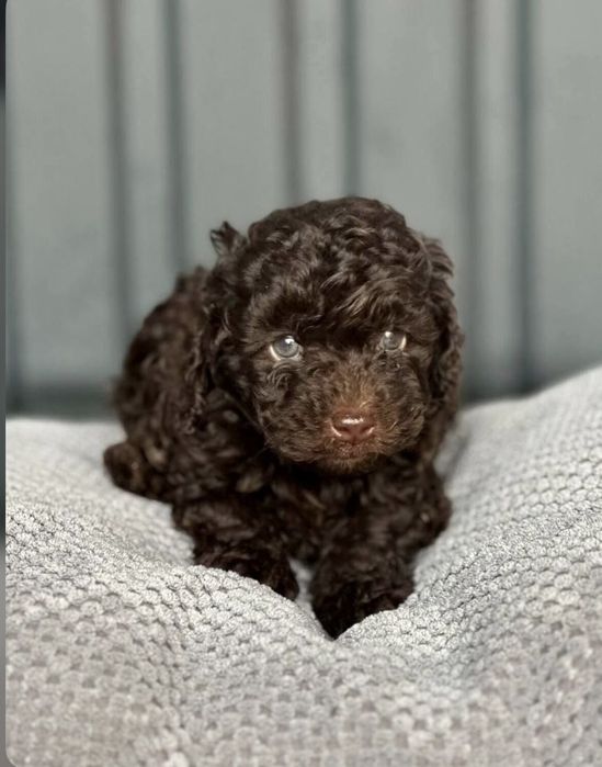 Мини пудел той  пудел