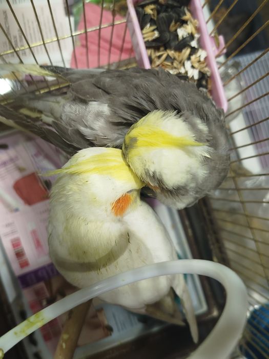 В продаже кареллы