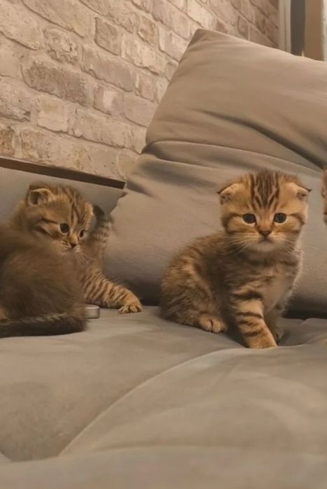 Шикарные котята девочки, 1.5 мес