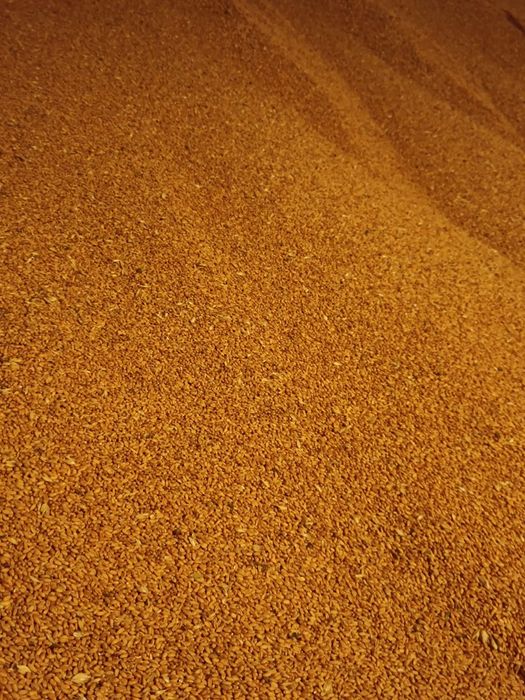 Vând grâu 2025 – calitate bună – 1 leu/kg