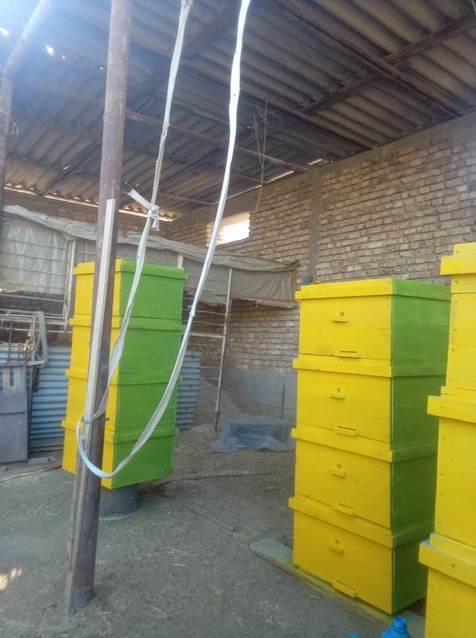 асалари.яшиклари