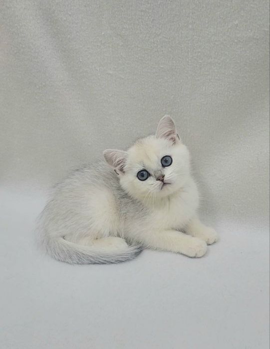 Мальчик Скотиш страйт Серебристая шиншилла